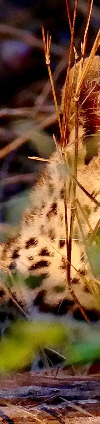 Les léopards de Sabi